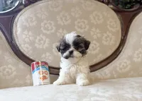 Anna, a male Maltese and Shih Tzu for sale in Magnolia, KY – 2 of 5