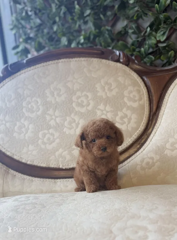 Chip – Poodle - Toy  puppy for sale in Magnolia, KY