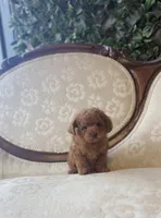 Chip, a male Poodle - Toy  for sale in Magnolia, KY – Photo 1 of 3