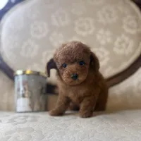 Chip, a male Poodle - Toy  for sale in Magnolia, KY – Photo 3 of 3