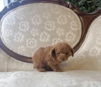 Chip, a male Poodle - Toy  for sale in Magnolia, KY – Photo 2 of 3