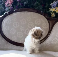 Miracle, a female Maltese and Shih Tzu for sale in Magnolia, KY – 8 of 8