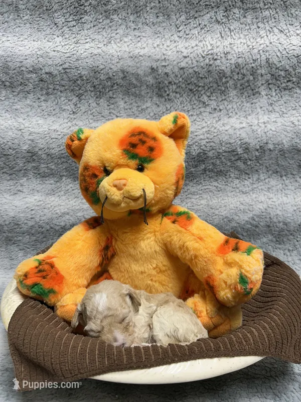 Pooh  – Poodle - Toy  puppy for sale in Elizabethtown, KY