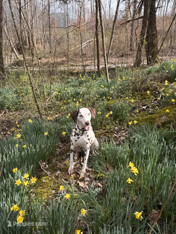 Hazel – Dalmatian puppy for sale in Magnolia, KY
