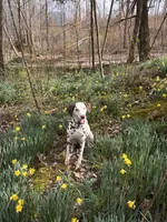 Hazel, a female Dalmatian for sale in Magnolia, KY – Photo 9 of 10