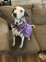 Hazel, a female Dalmatian for sale in Magnolia, KY – Photo 2 of 10