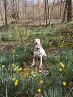 Hazel, a female Dalmatian for sale in Magnolia, KY – Photo 10 of 10