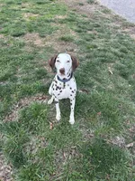 Hazel, a female Dalmatian for sale in Magnolia, KY – Photo 4 of 10