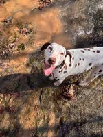 Hazel, a female Dalmatian for sale in Magnolia, KY – Photo 3 of 10