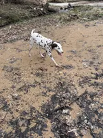 Hazel, a female Dalmatian for sale in Magnolia, KY – Photo 6 of 10