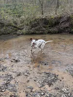Hazel, a female Dalmatian for sale in Magnolia, KY – Photo 7 of 10