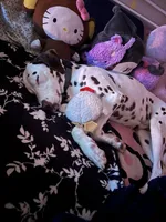 Hazel, a female Dalmatian for sale in Magnolia, KY – Photo 3 of 10