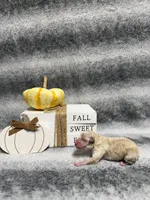 Eeyore, a male Poodle - Toy  for sale in Elizabethtown, KY – 2 of 6