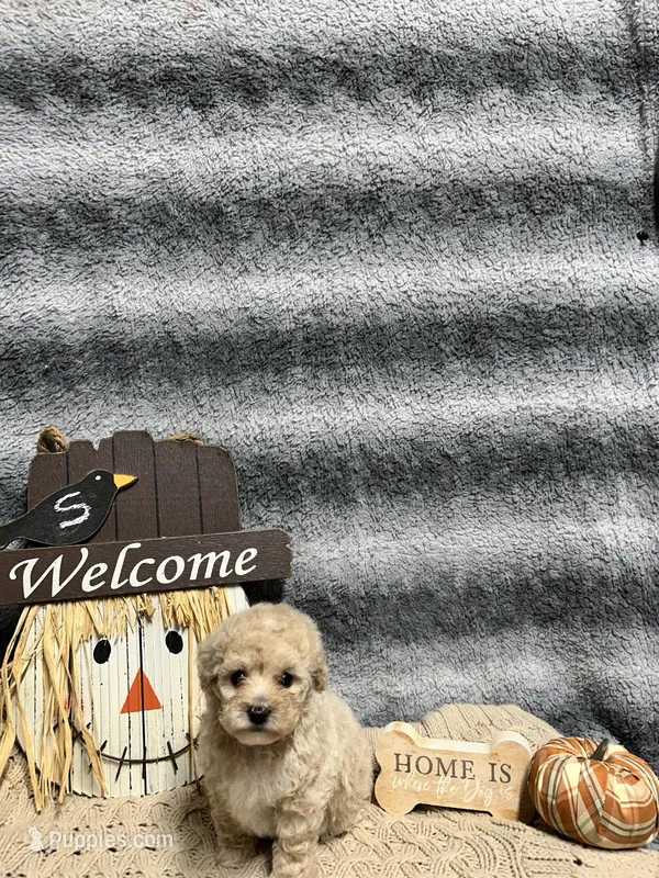 Roo – Poodle - Toy  puppy for sale in Elizabethtown, KY