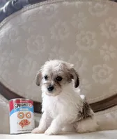 Peg, a female Miniature Schnauzer and Poodle - Toy  for sale in Magnolia, KY – 4 of 4