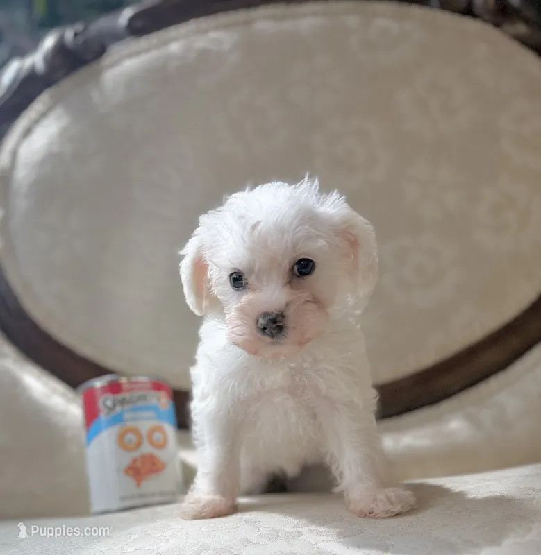 Darling – Miniature Schnauzer, Poodle - Toy  puppy for sale in Magnolia, KY