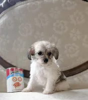 Peg, a female Miniature Schnauzer and Poodle - Toy  for sale in Magnolia, KY – 3 of 4