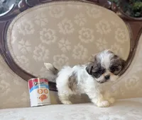 Anna, a male Maltese and Shih Tzu for sale in Magnolia, KY – 5 of 5