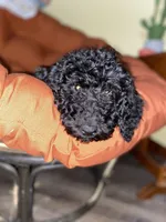 Olive, a female Poodle - Standard  for sale in Magnolia, KY – 3 of 3
