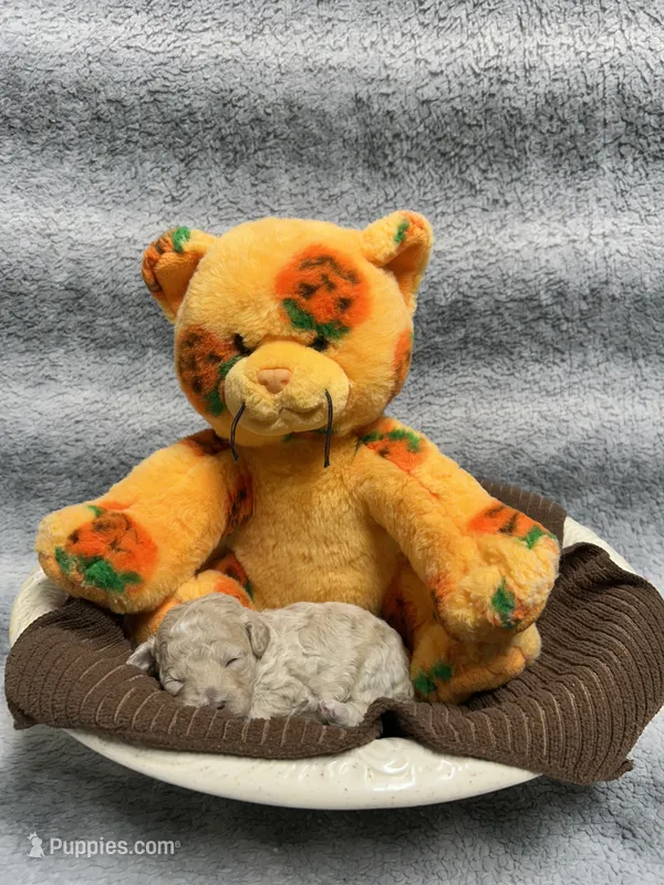 Piglet – Poodle - Toy  puppy for sale in Elizabethtown, KY