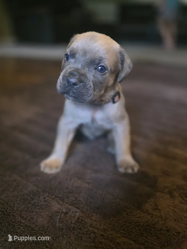 Your choice – Cane Corso puppy for sale in Mauriceville, TX