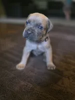 Your choice, a male Cane Corso for sale in Mauriceville, TX – 1 of 1