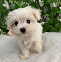 Milo, a male Maltese for sale in Albuquerque, NM – 4 of 7