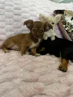 Chloe, a female Chihuahua for sale in Albuquerque, NM – 8 of 10