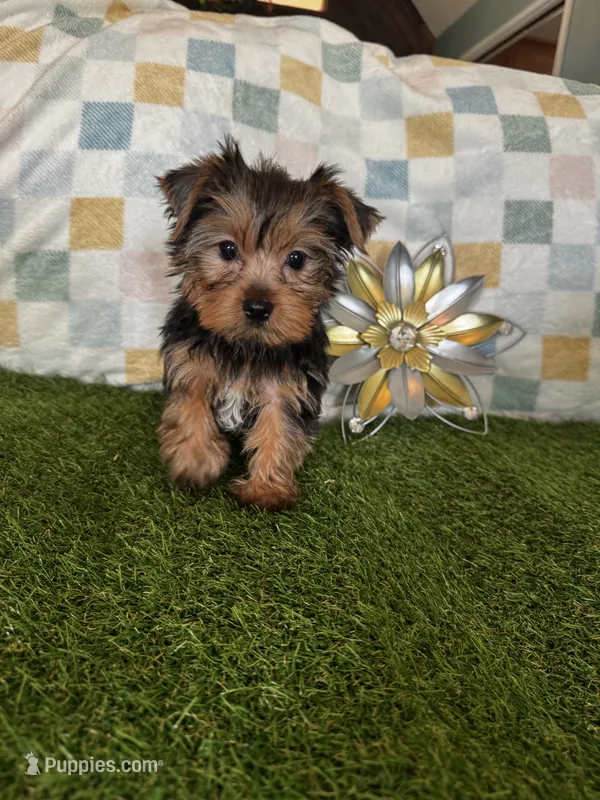 Manchester (Manny) – Yorkshire Terrier puppy for sale in Albuquerque, NM
