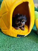 Nillo, a male Yorkshire Terrier for sale in Albuquerque, NM – 3 of 7