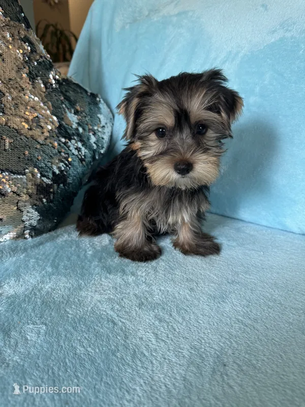 Moses – Yorkshire Terrier puppy for sale in Albuquerque, NM