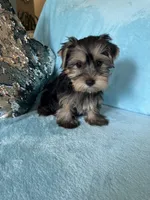 Moses, a male Yorkshire Terrier for sale in Albuquerque, NM – 1 of 6