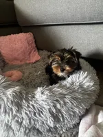 Blossom, a female Yorkshire Terrier for sale in Albuquerque, NM – 2 of 5