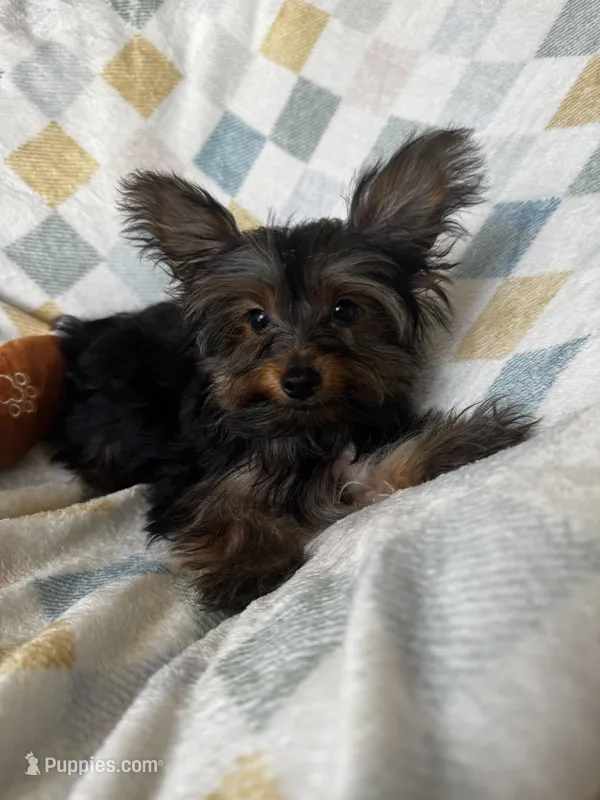 Romi – Yorkshire Terrier puppy for sale in Albuquerque, NM