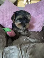 Lacie, a female Yorkshire Terrier for sale in Albuquerque, NM – 2 of 6