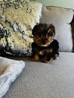 Nillo, a male Yorkshire Terrier for sale in Albuquerque, NM – 1 of 7