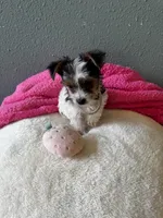 Coco, a female Yorkshire Terrier for sale in Albuquerque, NM – 6 of 9
