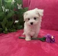 Mila, a female Maltese for sale in Albuquerque, NM – 2 of 6