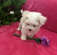 Mila, a female Maltese for sale in Albuquerque, NM – 5 of 6