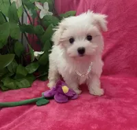 Mila, a female Maltese for sale in Albuquerque, NM – 4 of 6