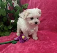 Mila, a female Maltese for sale in Albuquerque, NM – 3 of 6