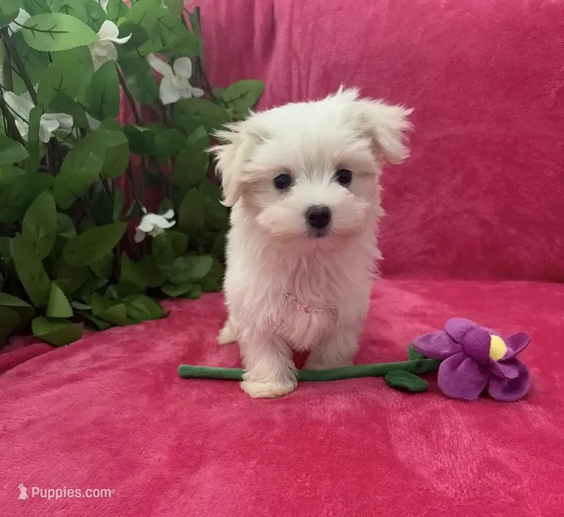 Mila – Maltese puppy for sale in Albuquerque, NM