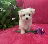 Mila, a female Maltese for sale in Albuquerque, NM – 1 of 6
