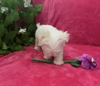 Mila, a female Maltese for sale in Albuquerque, NM – 6 of 6