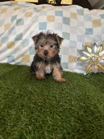 Manchester (Manny), a male Yorkshire Terrier for sale in Albuquerque, NM – 4 of 4