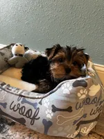 Cosmo, a male Yorkshire Terrier for sale in Albuquerque, NM – 2 of 6