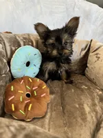 Lazzo, a male Yorkshire Terrier for sale in Albuquerque, NM – 4 of 5