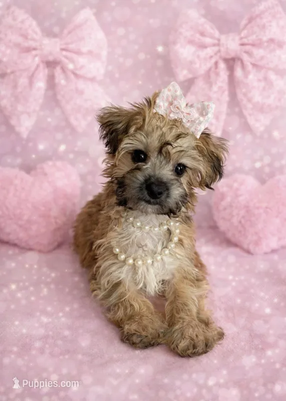 Laney – Yorkipoo puppy for sale in Rio Rancho, NM