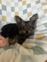 Romi, a male Yorkshire Terrier for sale in Albuquerque, NM – 4 of 7