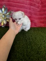 Poppy, a female Maltipoo for sale in Albuquerque, NM – 3 of 7